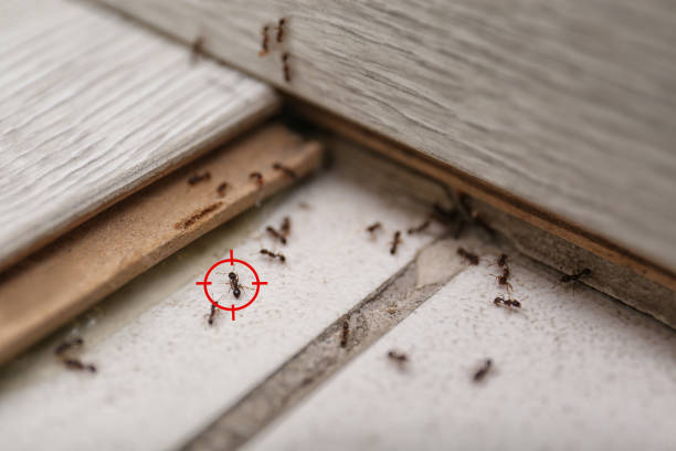 Best Spider Control Near Me  in Chico, WA