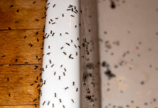 Best Affordable Pest Control Services  in Chico, WA